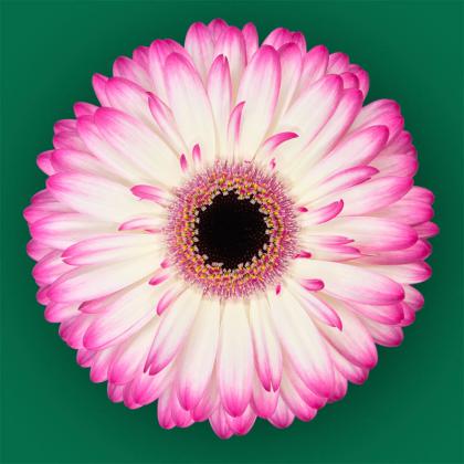 Gerbera Mandala Gerbera Mandala