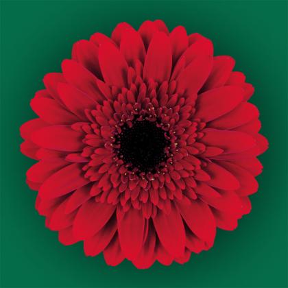 Germini Red Germini Red