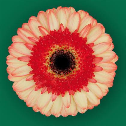 Gerbera Maxime 2