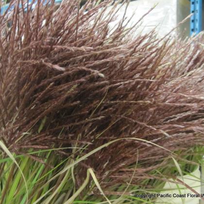 miscanthus