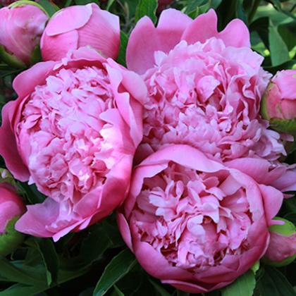 Peony Monsieur Jules Elie Peony Monsieur Jules Elie