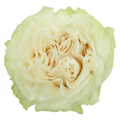 Rose Moonstone Rose Moonstone