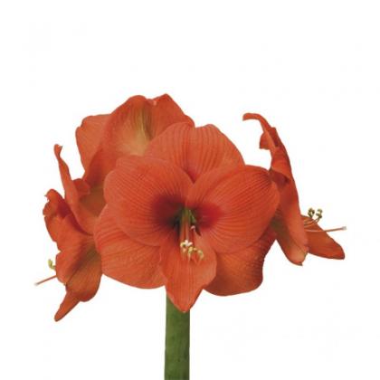 Naranja Naranja