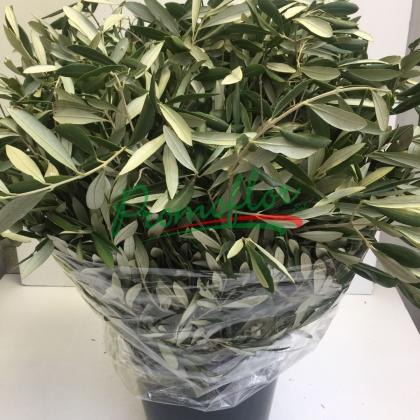Olive Foliage Olive Foliage