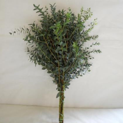 Parvifolia Parvifolia