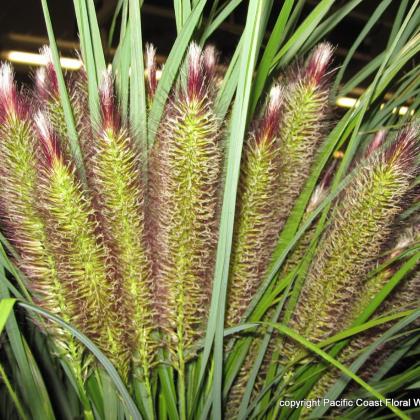 pennisetum
