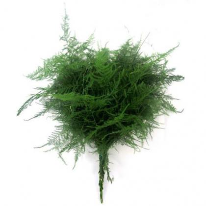 Plumosa Plumosa