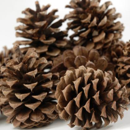Ponderosa Cones Pondersa Cones