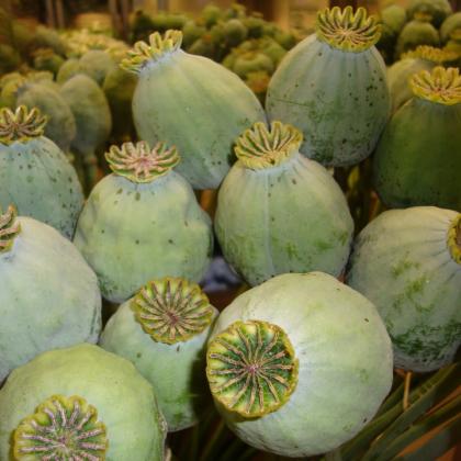 Poppy Pods