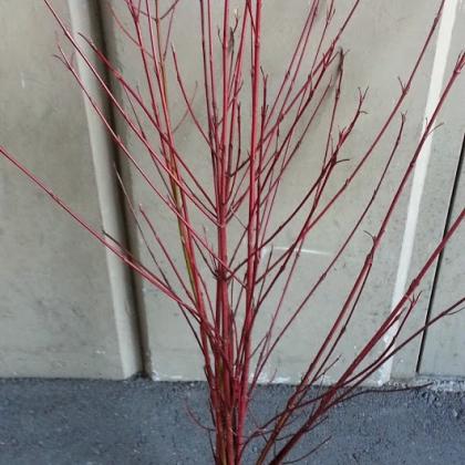 Red Dogwood Dogwood Red