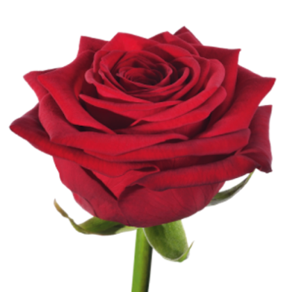 Rose Red Naomi Rose Red Naomi