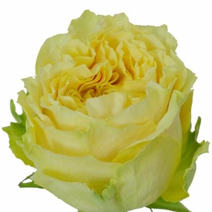 Rose Turtle Rose Turtle