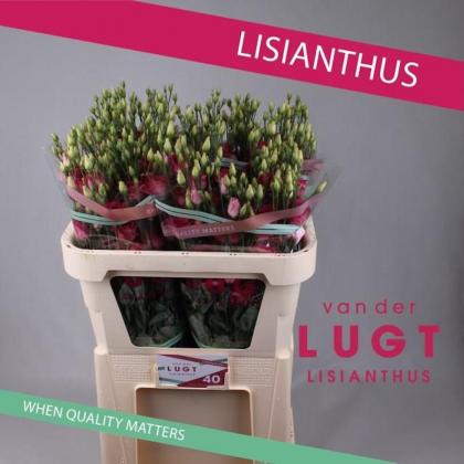 Lisianthus Rosita Red Lisianthus Rosita Red