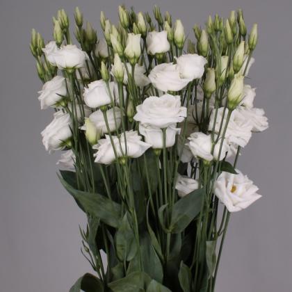 Lisianthus Rosita White Lisianthus Rosita White