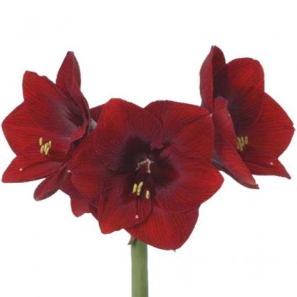 Royal velvet Royal velvet