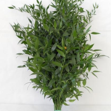 Italian Ruscus Italian Ruscus