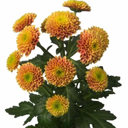 Chrys Doria Orange Chrys Doria Orange