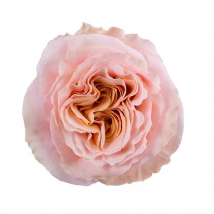 Rose Shimmer Rose Shimmer