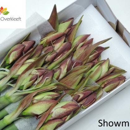 Amaryllis Show Master Amaryllis Show Master