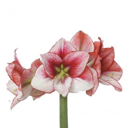 Amaryllis Show Master Amaryllis Show Master