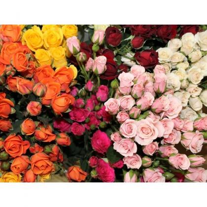 Spray Rose Asst Spray Rose Asst