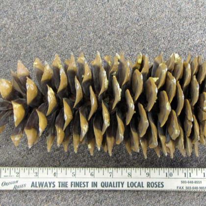 Sugar Cone