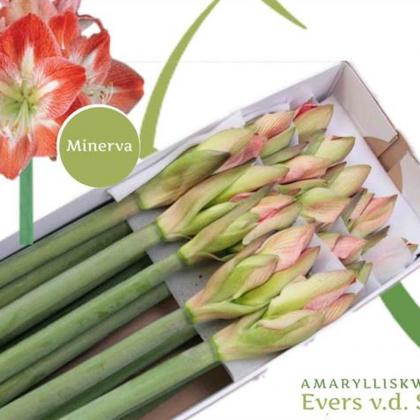 Amaryllis Minerva Amaryllis Minerva