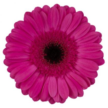 Gerbera Palmares