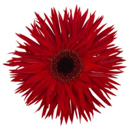 Gerbera Fireworx