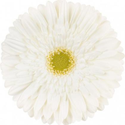 Gerbera Silver Snow Gerbera Silver Snow