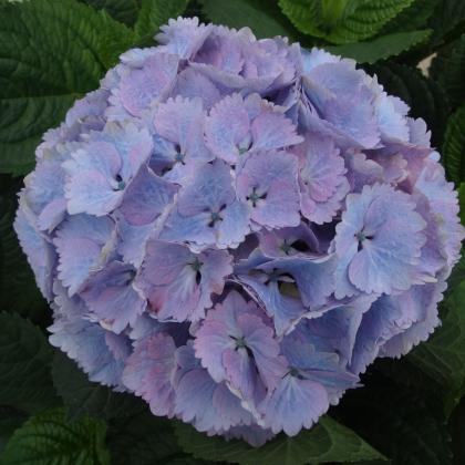 Topaz Mauve Topaz Mauve