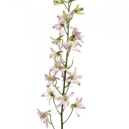 Delph Spray Pink Trick Delph Spray Pink Trick