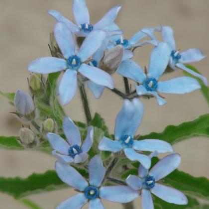 Blue Tweedia Blue Tweedia