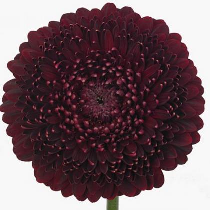 Germini Pomponi Black Pearl