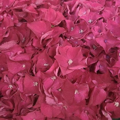Hydrangea Mon Amour