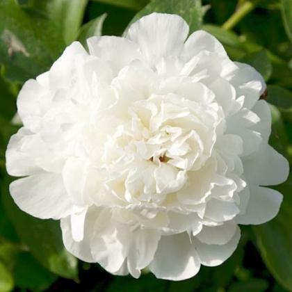 Peony Elsa Sass