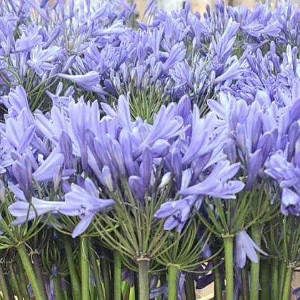 Agapanthus