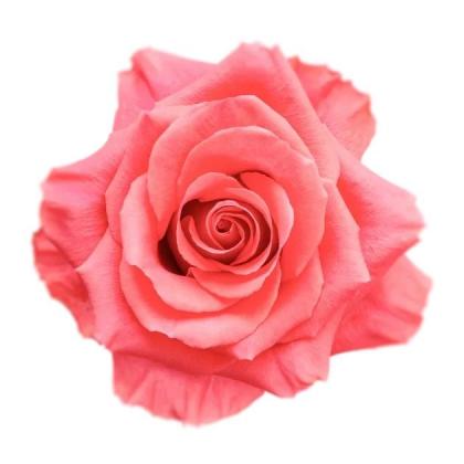 Rose Amsterdam