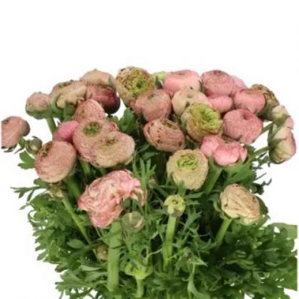 Ranunculus Aazur Antique Rose