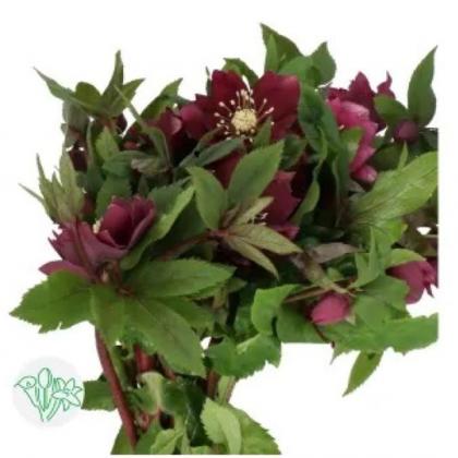 Helleborus Dbl Ellen Red