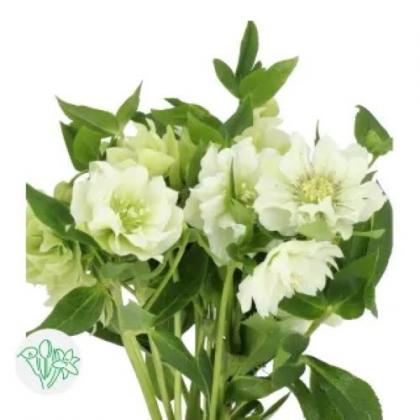 Helleborus Dbl Ellen WHite