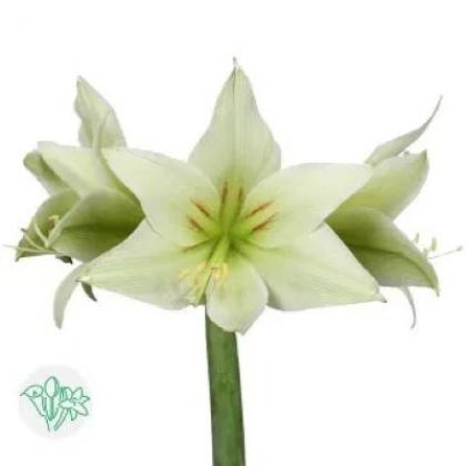 Amaryllis Green Valley