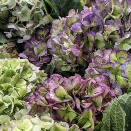 Hydrangea Antique Gr/Ppl/Pk