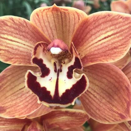 Cymbidium Orange