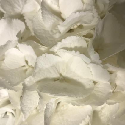 Hydrangea White