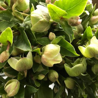 Helleborus Magnificent Bells