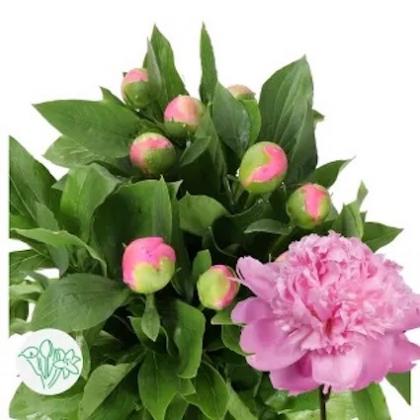 Peony Monsieur Jules Elie