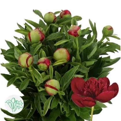 Peony Red Charm