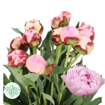 Peony Sarah Bernhardt