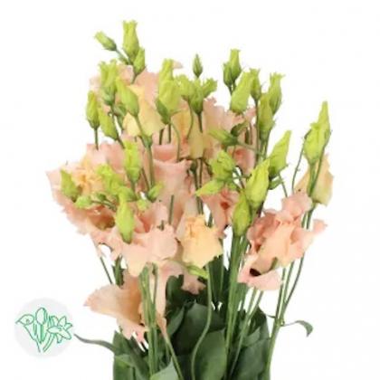 Lisianthus Falda Apricot